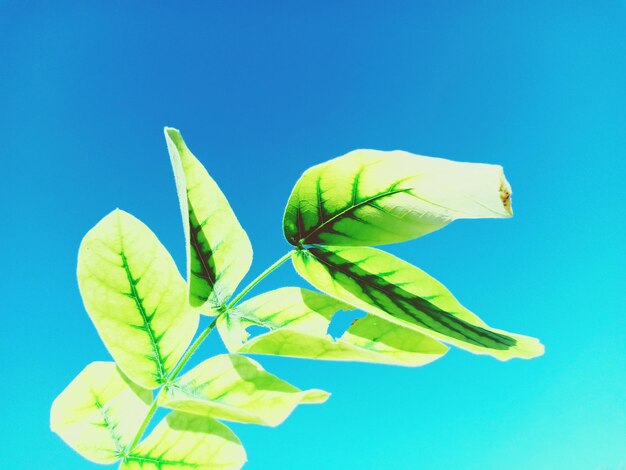 Foto primer plano de la planta contra el cielo azul