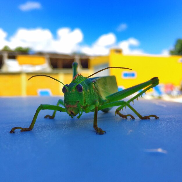 Foto primer plano de la planta contra el cielo azul