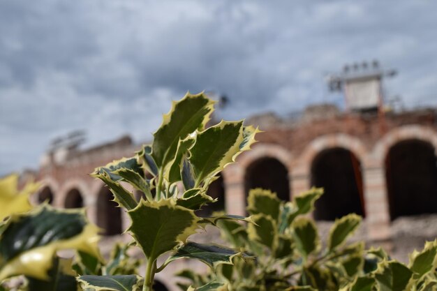 Foto primer plano de la planta contra el cielo