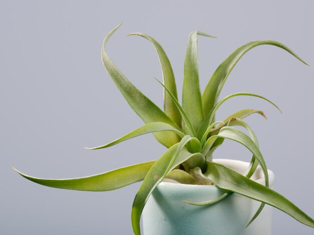 Foto primer plano de la planta contra un fondo blanco