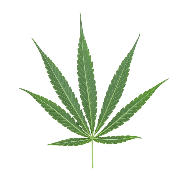 Primer plano de la planta contra un fondo blanco