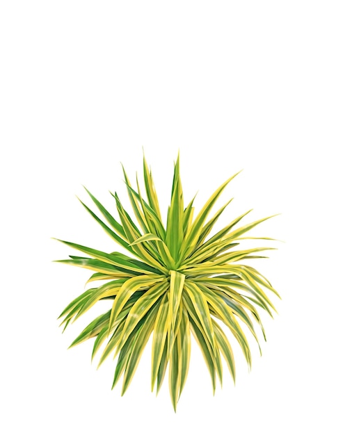 Primer plano de la planta contra un fondo blanco
