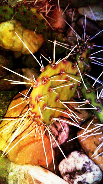 Foto primer plano de la planta contra un fondo blanco