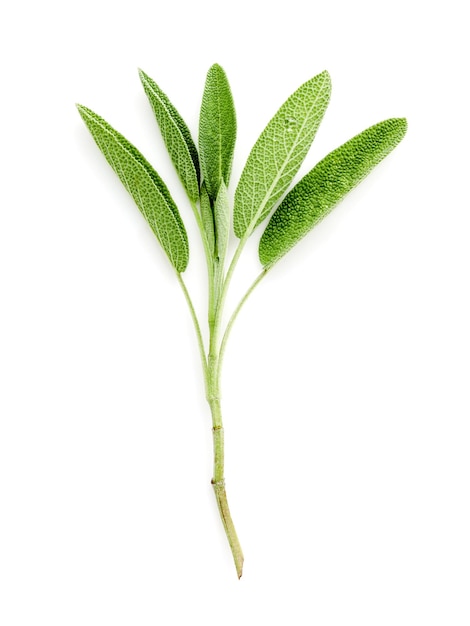 Primer plano de la planta contra un fondo blanco