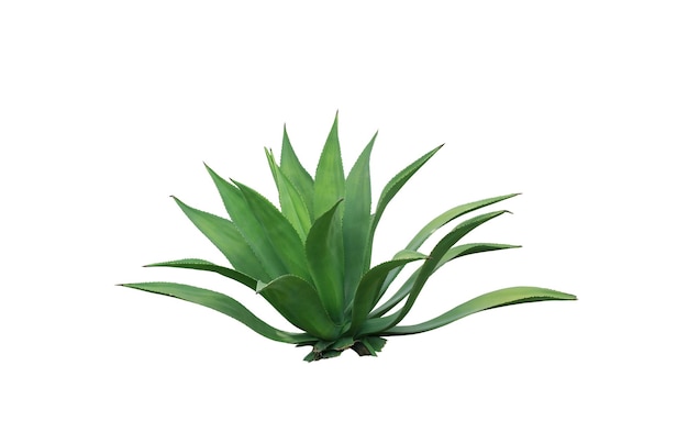 Primer plano de la planta contra un fondo blanco
