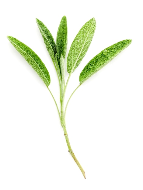 Primer plano de la planta contra un fondo blanco