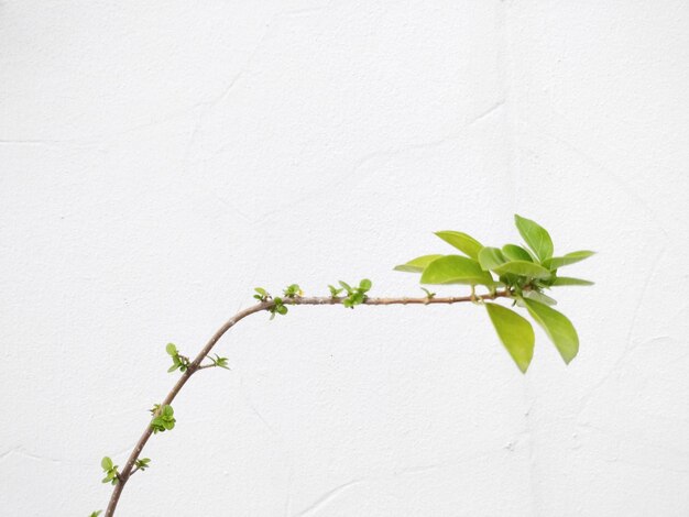 Foto primer plano de la planta contra un fondo blanco