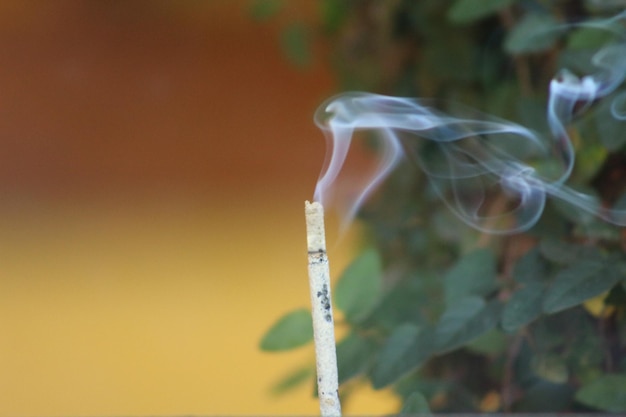 Foto un primer plano de la planta contra un fondo borroso.