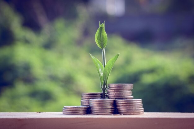 Foto primer plano de la planta contra un fondo borroso