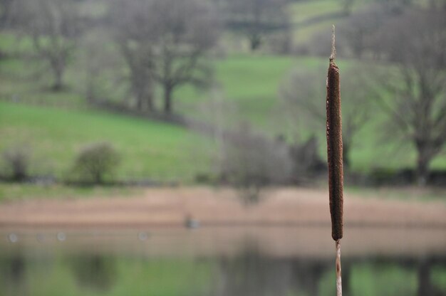 Foto primer plano de la planta contra un fondo borroso