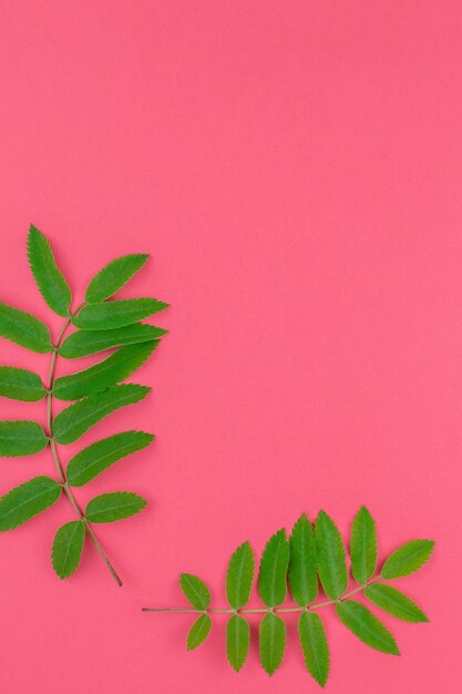 Foto primer plano de la planta contra un fondo rojo