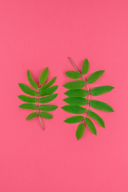 Foto primer plano de la planta contra un fondo rojo