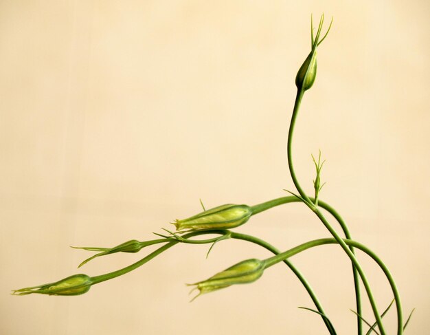 Foto primer plano de la planta contra un fondo verde