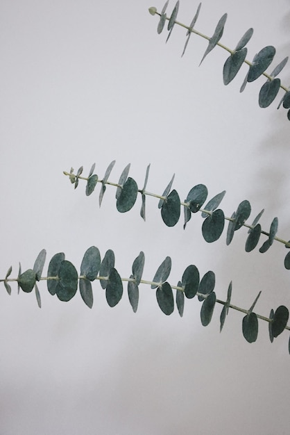 Foto primer plano de la planta contra la pared blanca en el hogar