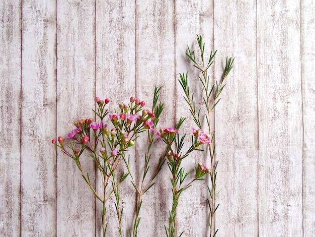 Primer plano de la planta contra una pared de madera