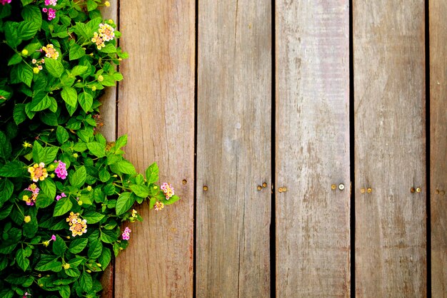 Foto primer plano de la planta contra una pared de madera