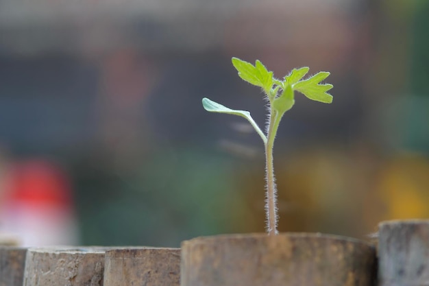 Primer plano de la planta contra la pared