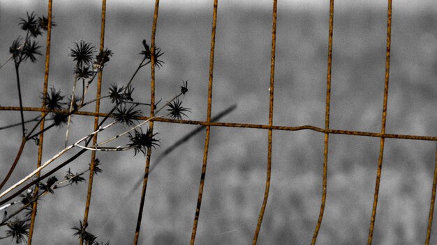 Foto primer plano de la planta contra la valla durante el invierno