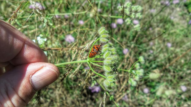 Foto primer plano de la planta cortada que se sostiene con la mano