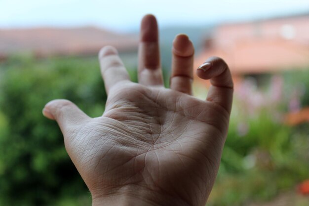 Foto primer plano de la planta cortada para sostener la mano