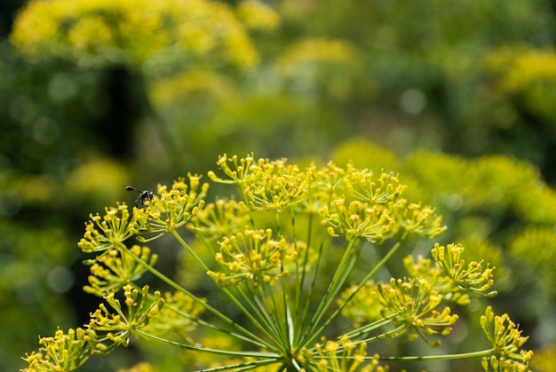 Un primer plano de una planta de eneldo con una abeja