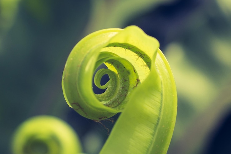 Foto primer plano de la planta espiral al aire libre