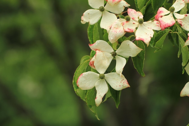 Foto un primer plano de la planta en flor de cerezo