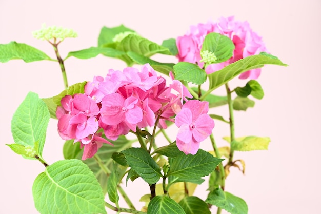 Primer plano de la planta de flor de hortensia rosa Flores de hortensia rosas vibrantes sobre fondo pastel