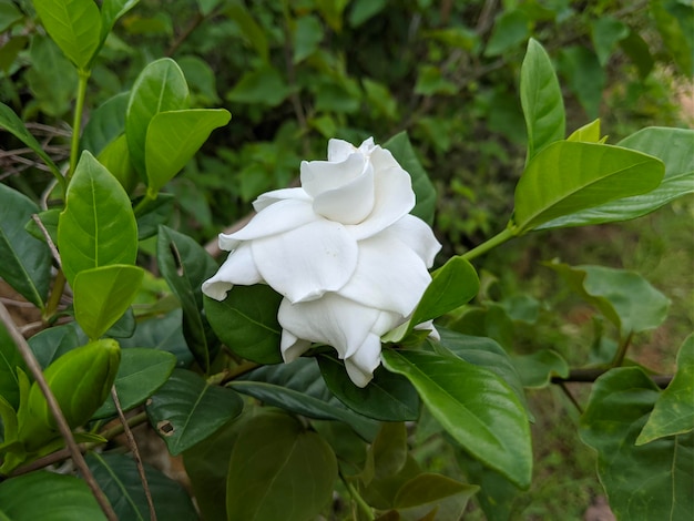 Primer plano de la planta de flor de jazmín de capa blanca