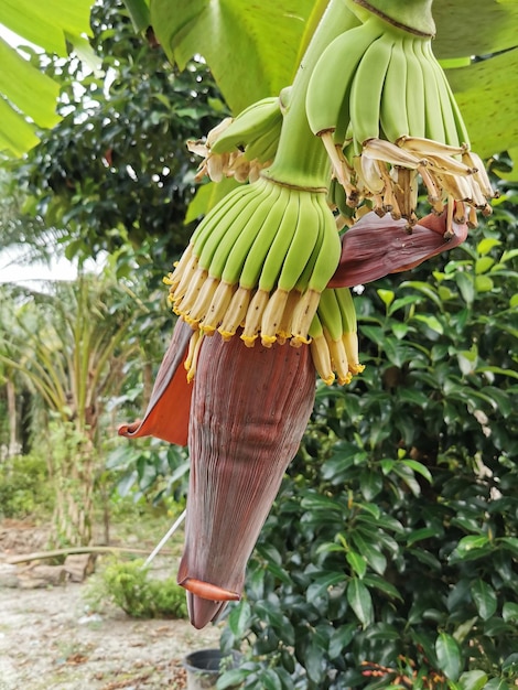 Primer plano de la planta de flor de plátano en el jardín