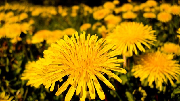 Foto primer plano de una planta de flores amarillas en el campo