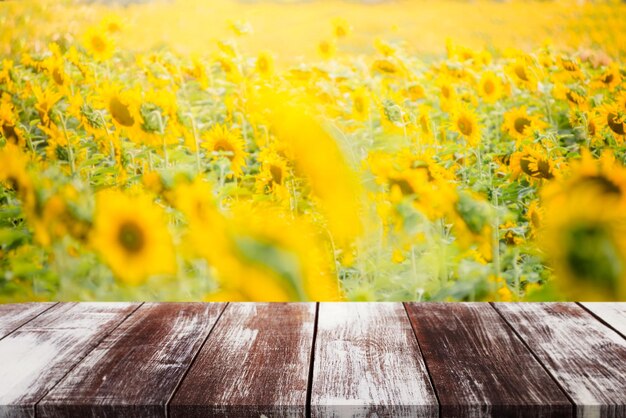 Primer plano de una planta de flores amarillas en el campo