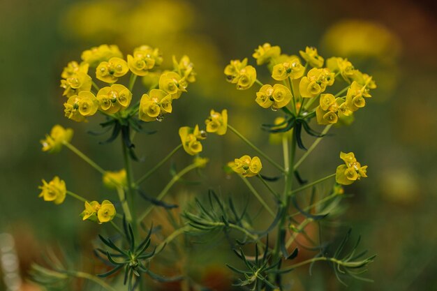 Primer plano de una planta de flores amarillas en el campo