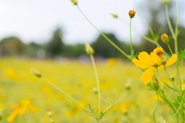 Primer plano de una planta de flores amarillas en el campo