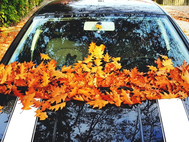 Foto un primer plano de una planta de flores amarillas en un coche