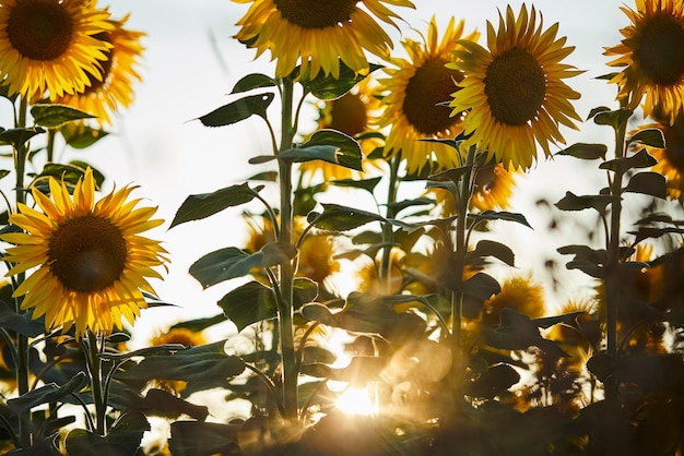 Primer plano de una planta de flores amarillas contra el cielo