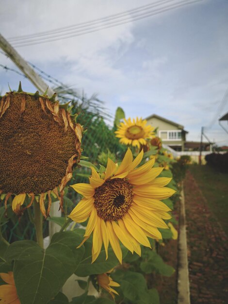 Foto primer plano de una planta de flores amarillas contra el cielo