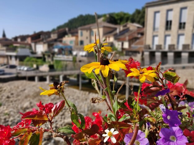 Foto primer plano de una planta de flores amarillas contra un edificio