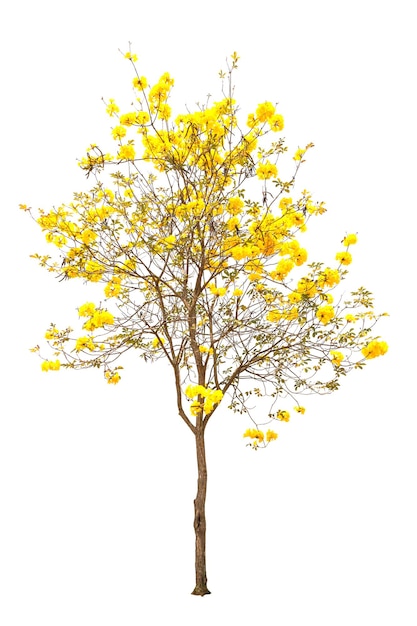 Primer plano de una planta de flores amarillas contra un fondo blanco