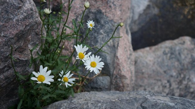 Foto primer plano de una planta de flores amarillas en la roca