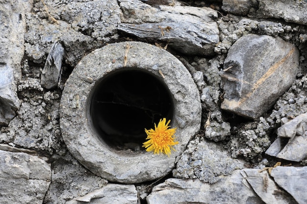 Primer plano de una planta de flores amarillas en la roca