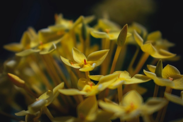 Foto primer plano de una planta de flores amarillas