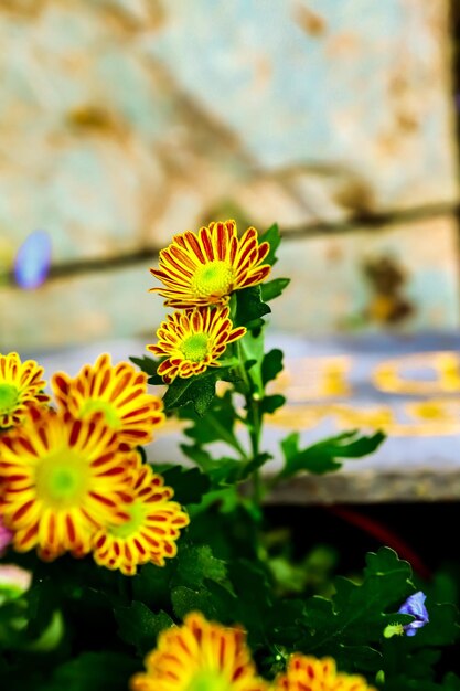 Foto primer plano de una planta de flores amarillas