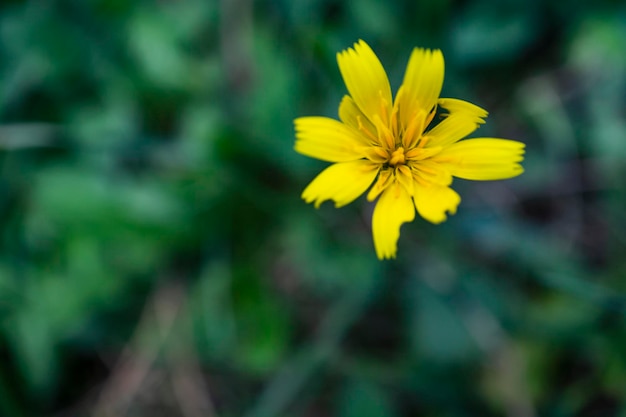 Foto primer plano de una planta de flores amarillas