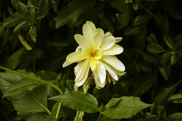 Primer plano de una planta de flores amarillas