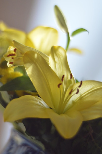 Foto primer plano de una planta de flores amarillas