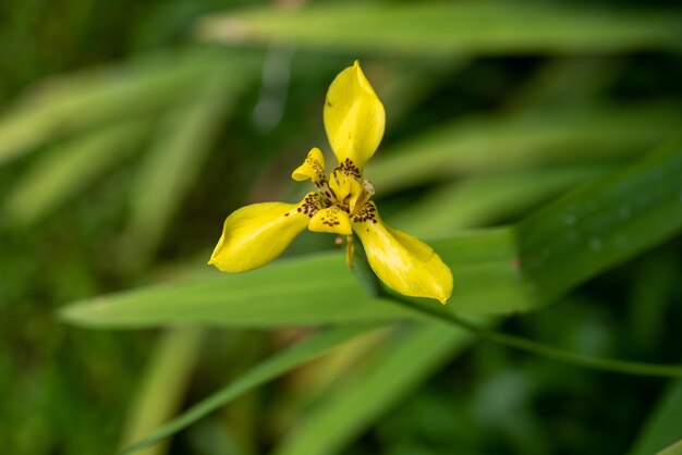 Foto primer plano de una planta de flores amarillas