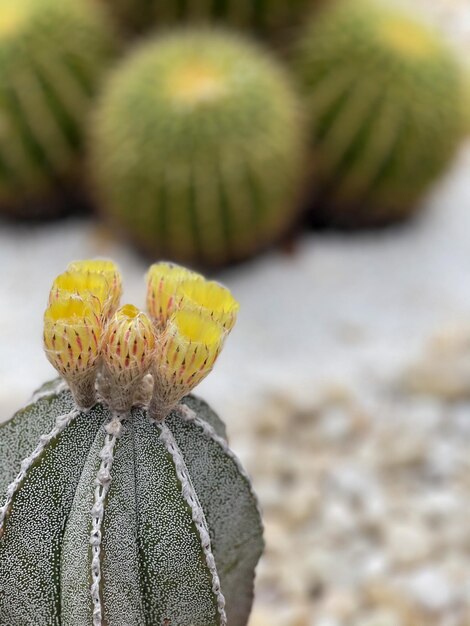 Foto primer plano de una planta de flores amarillas