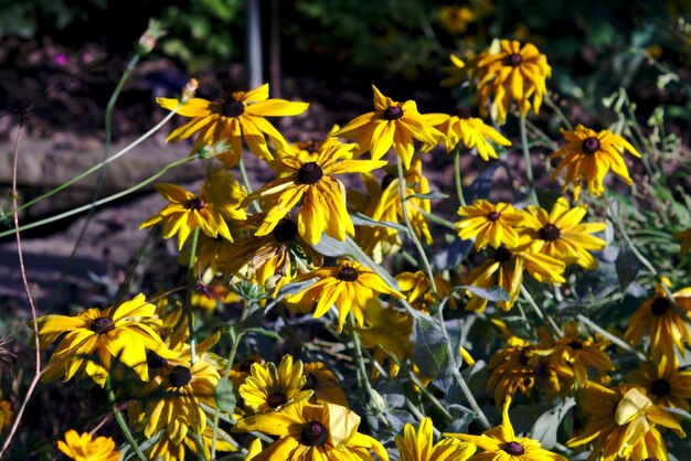 Foto primer plano de una planta de flores amarillas