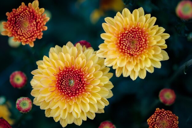 Primer plano de una planta de flores amarillas